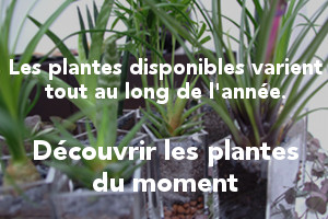 Plantes
