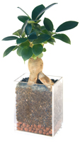 Ficus ginseng