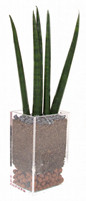 Sansevieria cylindrica